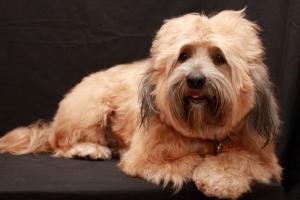 Pets Give Nursing Home Residents Therapeutic Benefit